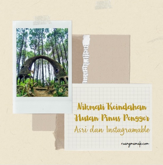 keindahan Hutan Pinus Pengger